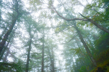 霧がかる森のなか