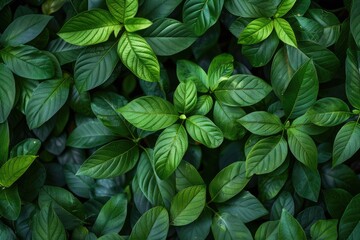 Lush Green Foliage Texture