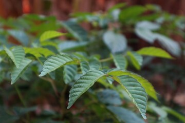 close up of wild green leaves