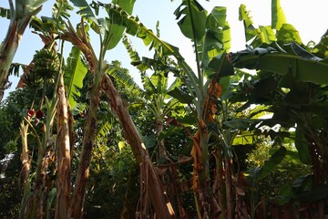banana tree with sky background