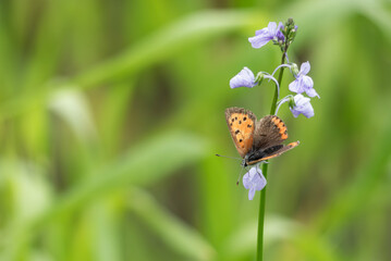 春の野原を散歩　紫のマツバウンランに小さくオレンジ色のベニシジミがとまっていた