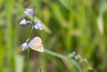 春の野原を散歩　紫のマツバウンランに小さくオレンジ色のベニシジミがとまっていた