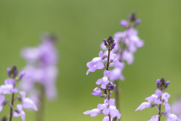 春の野原　マツバウンランが咲く風景