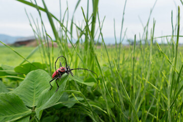 草むらで見つけた紅色のベニカミキリ