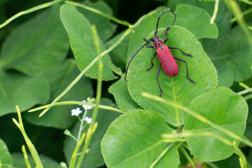 草むらで見つけた紅色のベニカミキリ