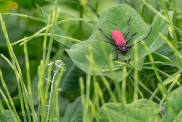 草むらで見つけた紅色のベニカミキリ