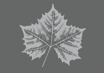 Gray and white sycamore or maple leaf print stamp of botanical illustration. Plain leaf sketched art background.