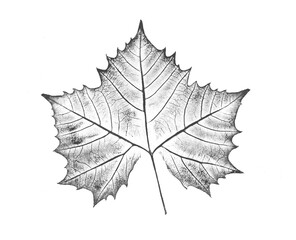 Gray and white leaf print stamp of botanical illustration. Plain leaf sketched art background.