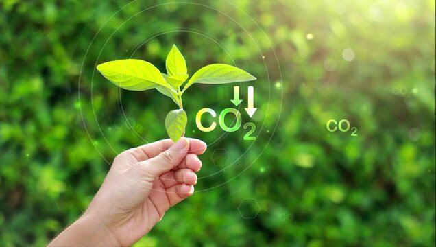 Woman hand hold plant on blur green tree background. with CO2 icon slowly show up. Reduce carbon emissions to limit global warming and climate change. Ecology, environmental, nature, concept. 4k VDO