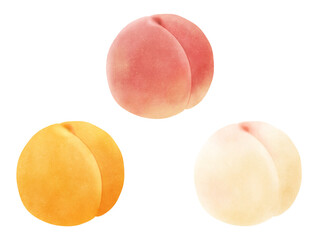 桃3種(白桃、本白桃、黄桃)のセット