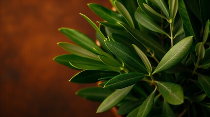 Fototapeta premium Olive tree branches with green leaves