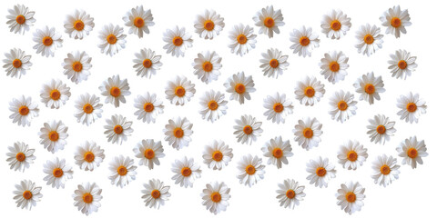 daisy flower isolated on white background