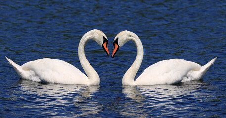 Fototapeta premium Mute swan couple floating on Ontario Lake, Canada