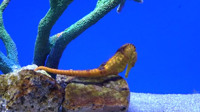 Closeup shot of the Yellow seahorse, Hippocampus kuda, swimming underwater. 4K