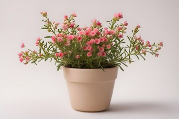 Naklejka premium Common wax flower plant in pot white background, Ai Generated