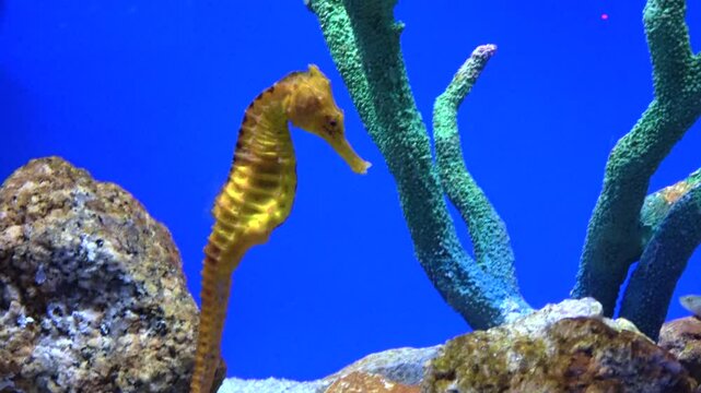 Closeup shot of the Yellow seahorse, Hippocampus kuda, swimming underwater. 4K