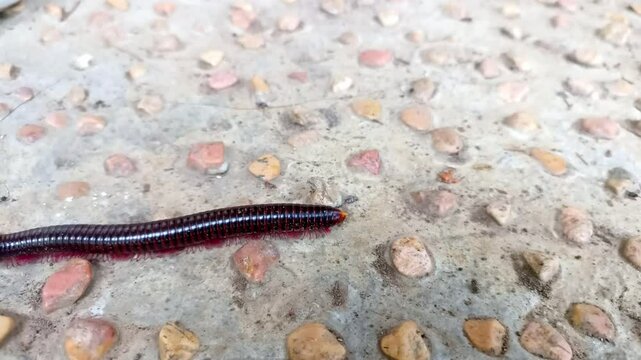 A closeup of a Julida worm crawling on the rocky surface