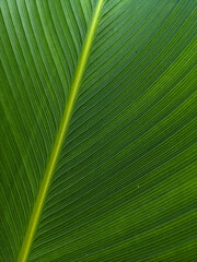 close up of green leaf