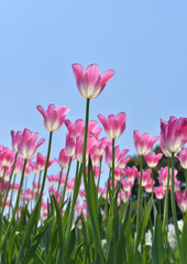 Pink tulips against the sky, low angle view