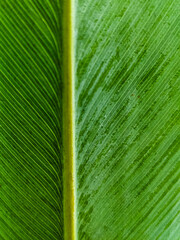 green leaf texture