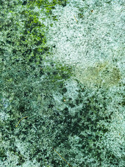 Obraz premium green moss on the floor