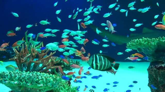 Schools of tropical fish and Zebra shark swimming underwater by the coral reefs. 4K