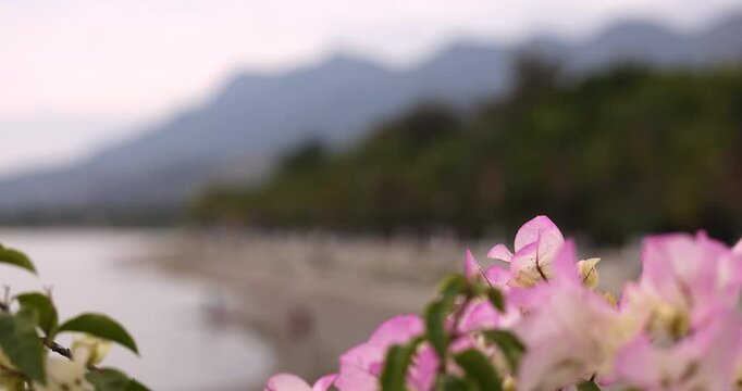 Flowers frame a morning view of Lake Chapala, Ajijic, Jalisco, Mexico.