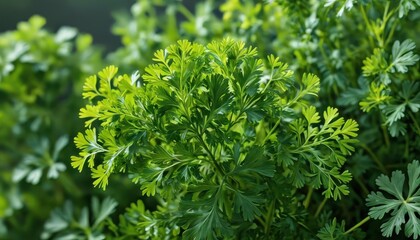 Obraz premium Green Leaf Background.