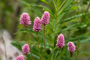 Pink wildflowers blooming in green meadow.