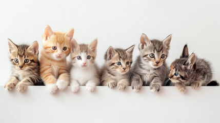 Adorable Group of Kittens Sitting Together on White Background