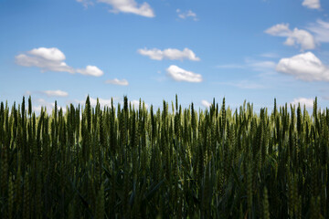 Majestic wheat field, fluffy clouds above, tranquil countryside scene
