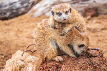 A group of cute meerkats. Meerkat Family are sunbathing.
