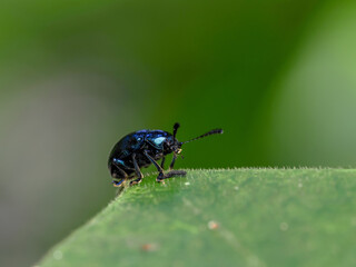 a kind of insects named beetle, on green leaf in the wild