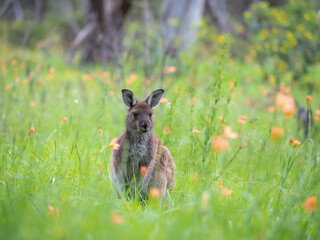 Very cute little wallaby kangaroo is grazing on a green meadow among flowers in Australia, wildlife...