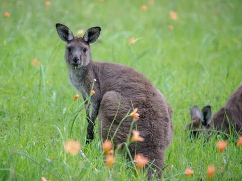 Very cute little wallaby kangaroo is grazing on a green meadow among flowers in Australia, wildlife in nature