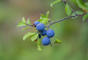 Sloe berries clustered together on a branch outdoors