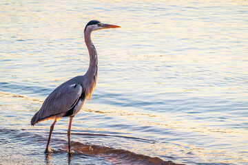 A heron hunting in the sea. Grey heron on the hunt