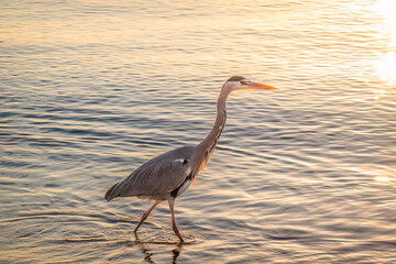 A heron hunting in the sea. Grey heron on the hunt