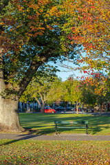 Autumn cityscape fall in Adelaide, Australia, bright autumn trees and leaves close up, fall colors, red and yellow