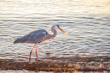 A heron hunting in the sea. Grey heron on the hunt