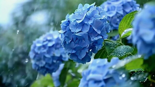 雨とアジサイ