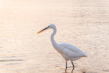 Great egret (Ardea alba), a medium-sized white heron fishing on the sea beach