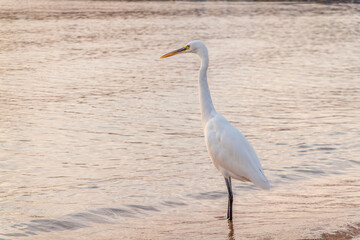 Great egret (Ardea alba), a medium-sized white heron fishing on the sea beach