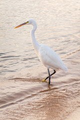 Great egret (Ardea alba), a medium-sized white heron fishing on the sea beach