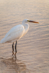 Great egret (Ardea alba), a medium-sized white heron fishing on the sea beach