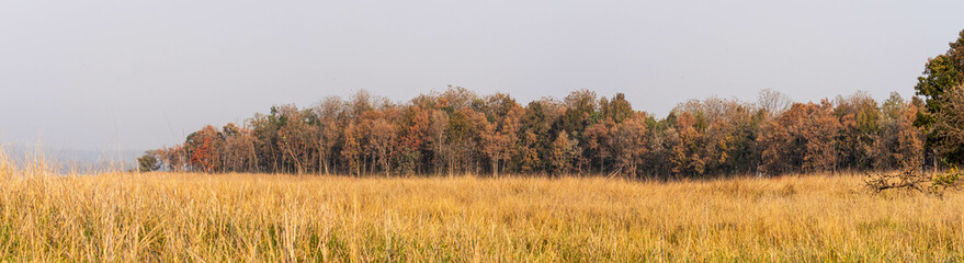 A panoramic photo of Indian grasslands showcases vast savannahs dotted with acacia trees, merging seamlessly into dense, lush forests teeming with diverse flora and fauna.