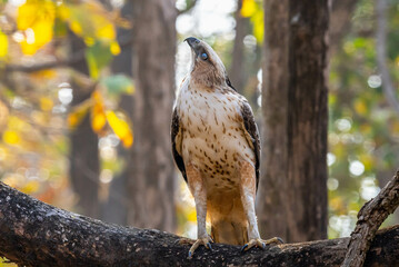 The Crested Hawk-Eagle, notable for its striking plumage and prominent crest, glides elegantly through forests. This powerful and majestic raptor is a masterful hunter, thriving in dense woodlands.