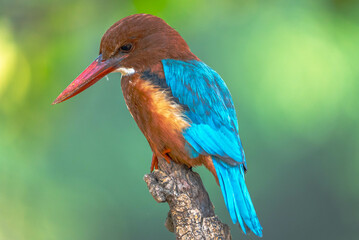 Obraz premium The White-throated Kingfisher has a bright turquoise body, a striking red beak, and a distinctive white throat. It’s often found near water, hunting fish and insects.
