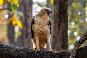 The Crested Hawk-Eagle, with striking plumage and a prominent crest, soars gracefully, embodying power and elegance, a majestic raptor found in dense forests and woodlands.