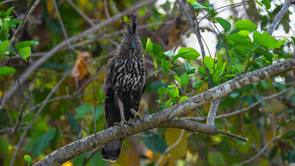 In Central Indian forests, common birds of prey include the White-eyed Buzzard, Crested Serpent Eagle, Changeable Hawk Eagle, and Collared Scops Owl, each vital to the ecosystem.
